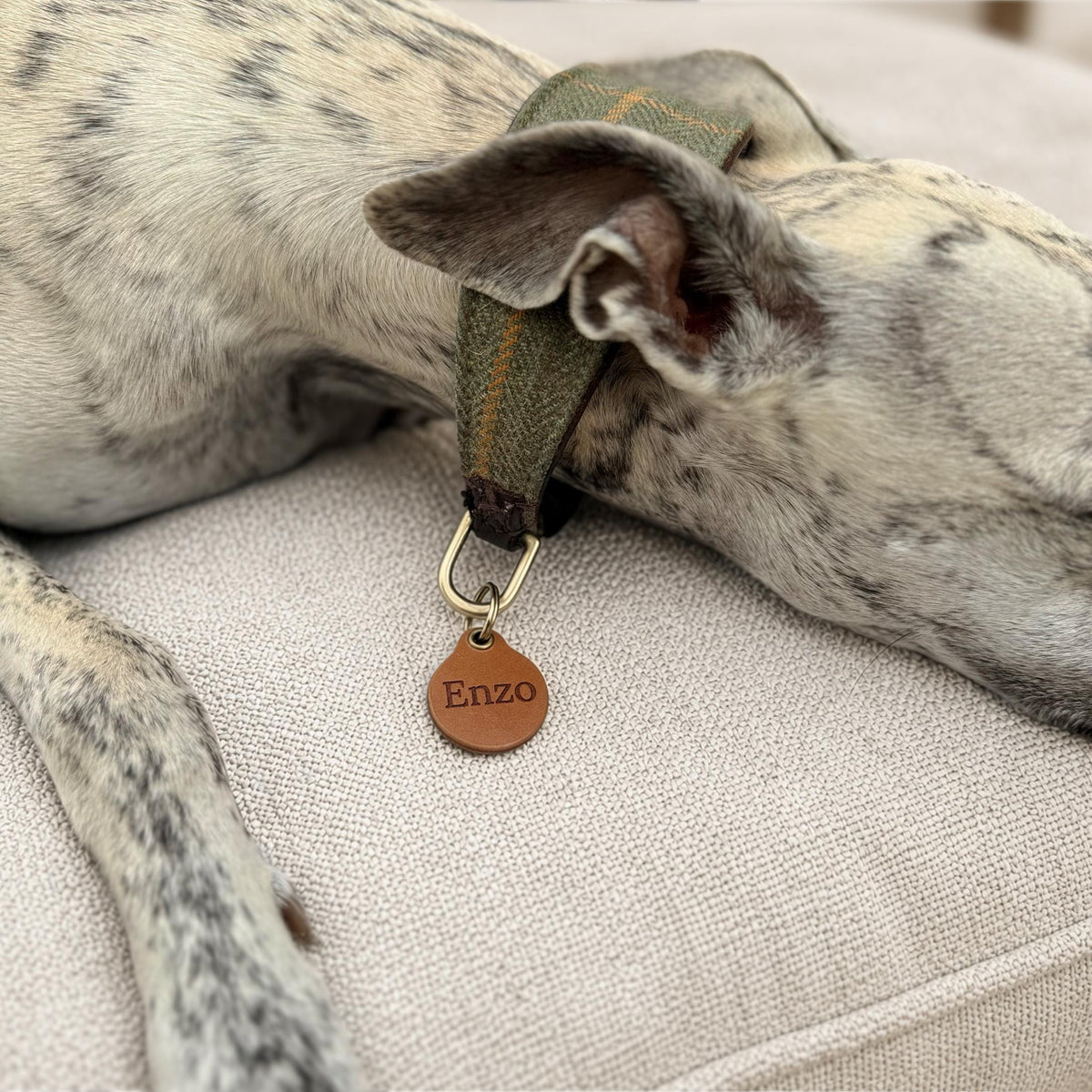 May include: A dog collar featuring a green herringbone fabric pattern with a thin orange stripe, a brass D-ring, and a round brown leather tag engraved with the name Enzo, worn by a white dog with grey spots.
